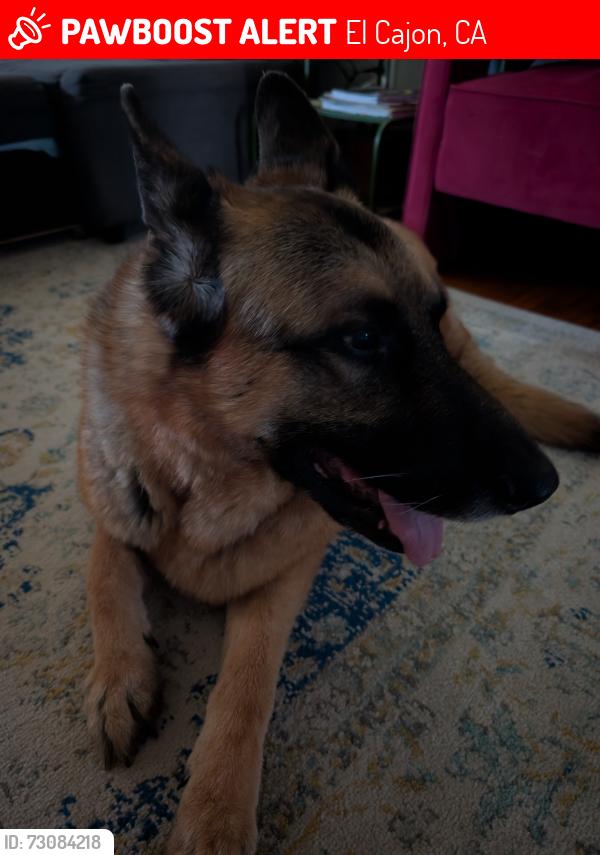 Lost Male Dog last seen 2nd and Washington , El Cajon, CA 92019