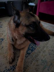 Lost Male Dog last seen 2nd and Washington , El Cajon, CA 92019