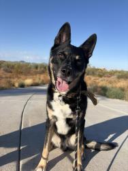 Lost Male Dog last seen 59th place and Deer Valley, Phoenix, AZ 85054