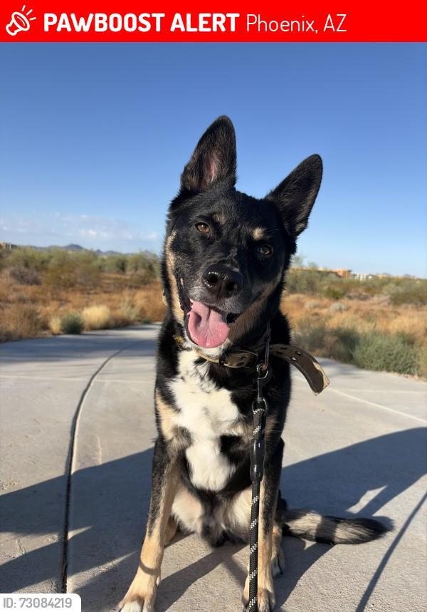 Lost Male Dog last seen 59th place and Deer Valley, Phoenix, AZ 85054