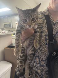 Found/Stray Male Cat last seen Boulder hwy, Las Vegas, NV 89122