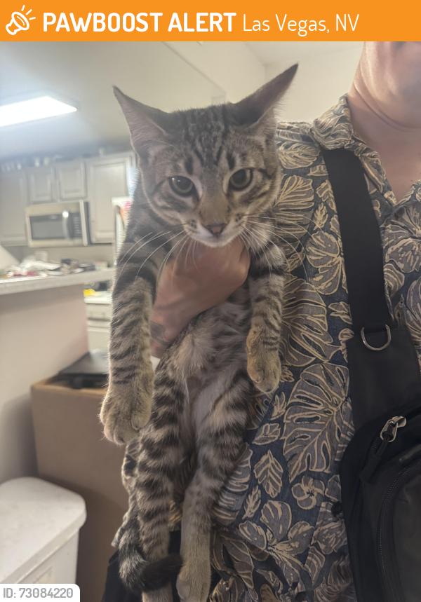 Found/Stray Male Cat last seen Boulder hwy, Las Vegas, NV 89122