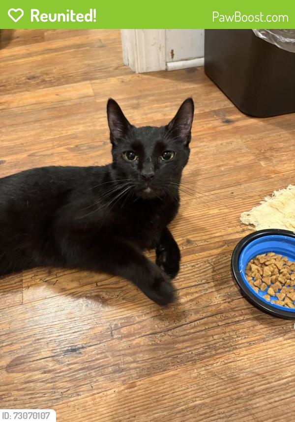 Reunited Male Cat last seen Near locust street, Moorestown, NJ 08057
