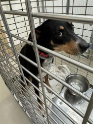 Shelter Stray Male Dog last seen Near Meander Drive, AUSTIN, TX, 78721, 7201 Levander Loop bldg a, Austin, TX 78702, USA