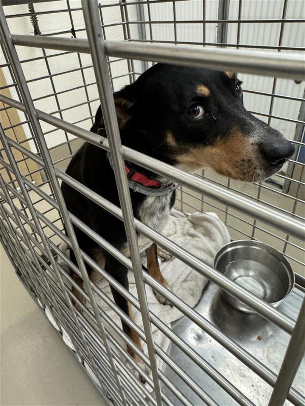 Shelter Stray Male Dog last seen Near Meander Drive, AUSTIN, TX, 78721, 7201 Levander Loop bldg a, Austin, TX 78702, USA