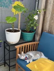 Reunited Male Cat last seen Near Central Ave, Alameda, CA 94501, USA, Alameda, CA 94501