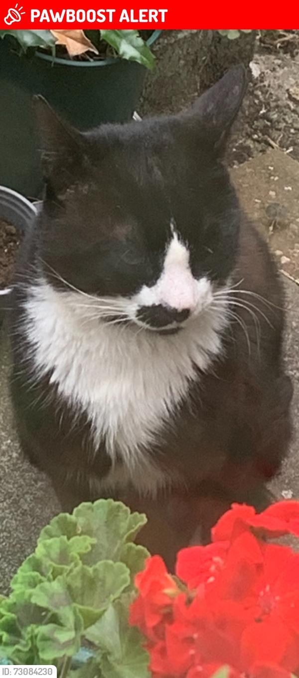 Lost Male Cat last seen Alric Avenue , Greater London, England NW10 8RB