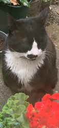 Lost Male Cat last seen Alric Avenue , Greater London, England NW10 8RB
