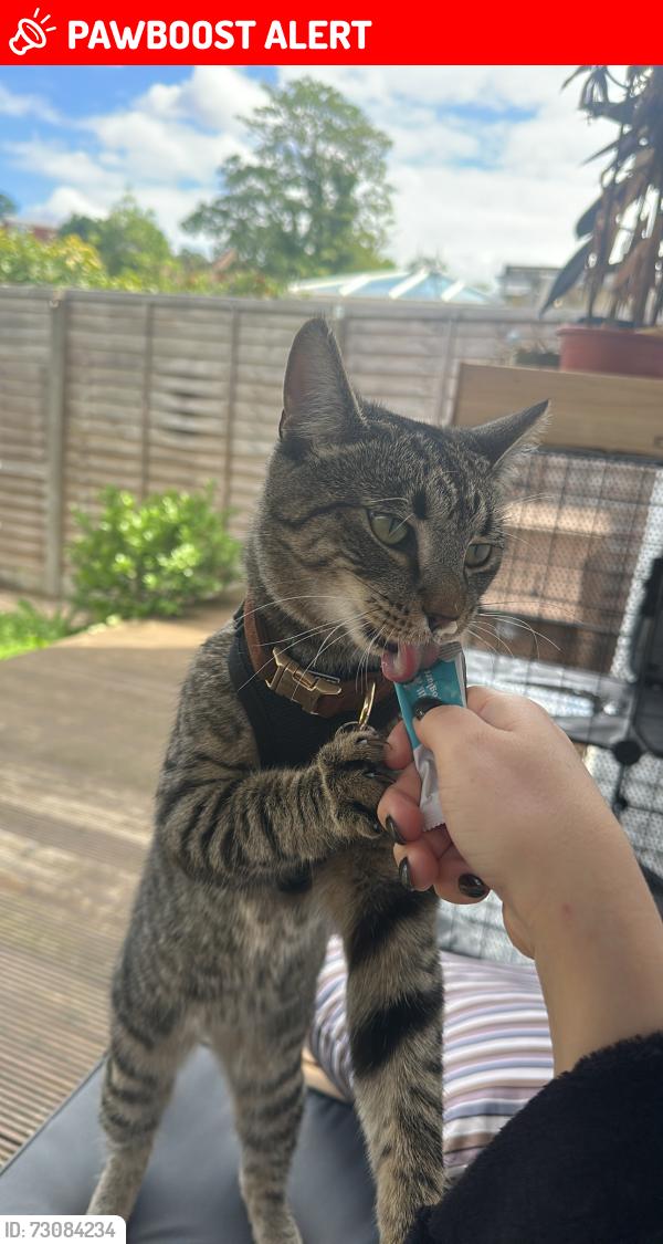 Lost Male Cat last seen Bennetts close , Greater London, England CR4 1NR