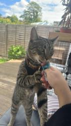 Lost Male Cat last seen Bennetts close , Greater London, England CR4 1NR