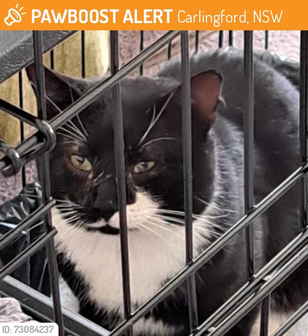 Found/Stray Male Cat last seen Carmen Dr shops, Carlingford, NSW 2118