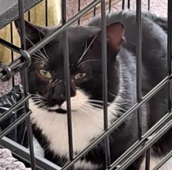 Found/Stray Male Cat last seen Carmen Dr shops, Carlingford, NSW 2118