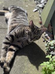 Lost Male Cat last seen Oaklands Road / Castlewood Rd / Shirley Avenue, Greater Manchester, England M7 3PZ