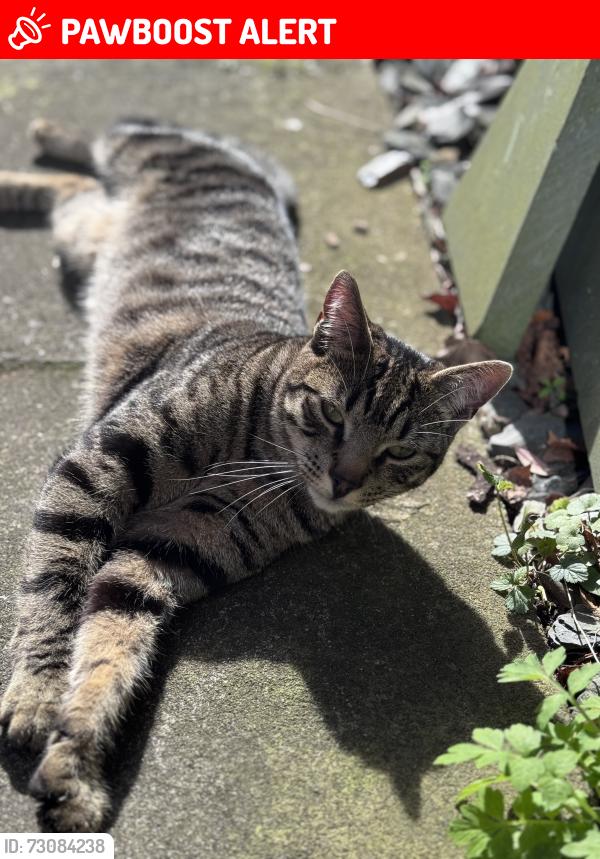 Lost Male Cat last seen Oaklands Road / Castlewood Rd / Shirley Avenue, Greater Manchester, England M7 3PZ
