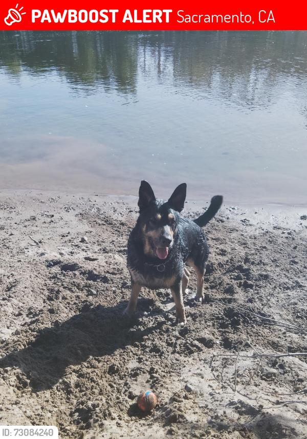 Lost Male Dog last seen Richardson blvd, Sacramento, CA 95814