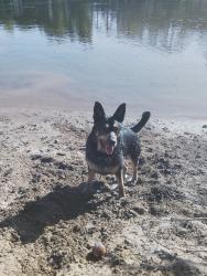 Lost Male Dog last seen Richardson blvd, Sacramento, CA 95814