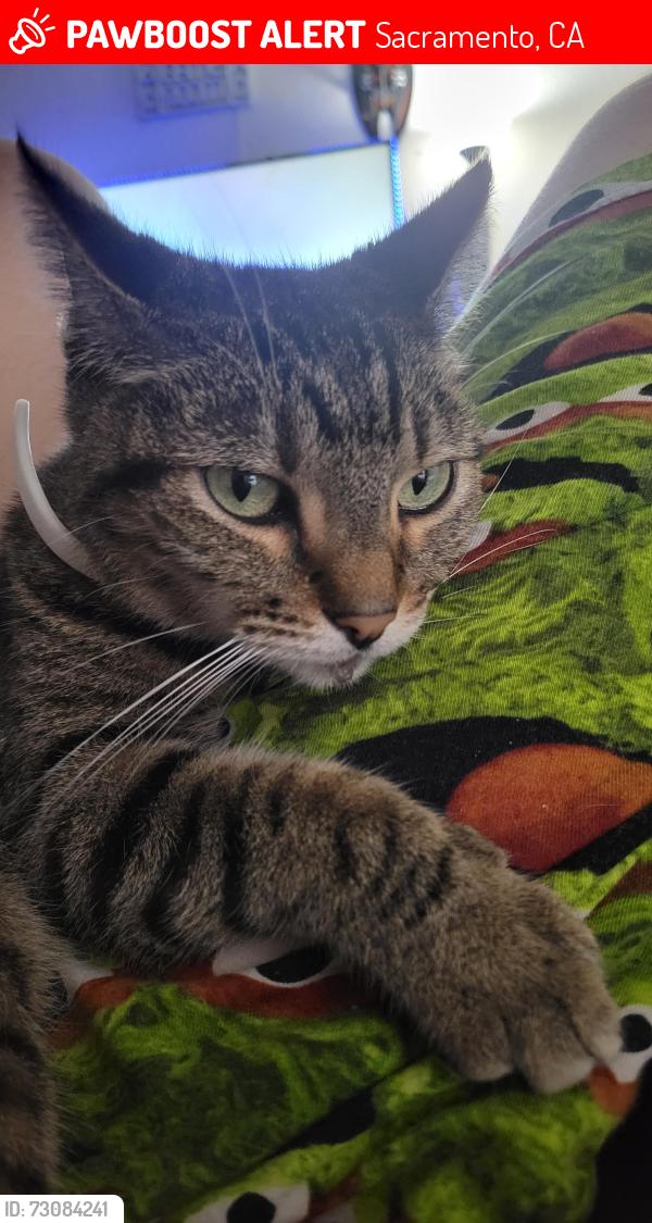 Lost Female Cat last seen Millcreek Dr, Captial Park Dr, Garden Highway, Sacramento, CA 95833