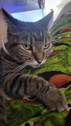 Lost Female Cat last seen Millcreek Dr, Captial Park Dr, Garden Highway, Sacramento, CA 95833