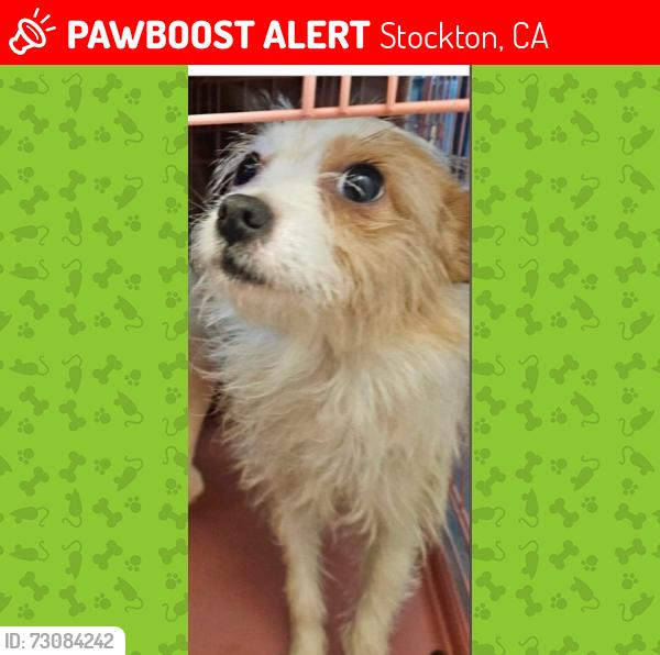 Lost Female Dog last seen Alpine rd Stockton, Stockton, CA 95215