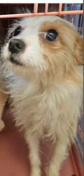 Lost Female Dog last seen Alpine rd Stockton, Stockton, CA 95215