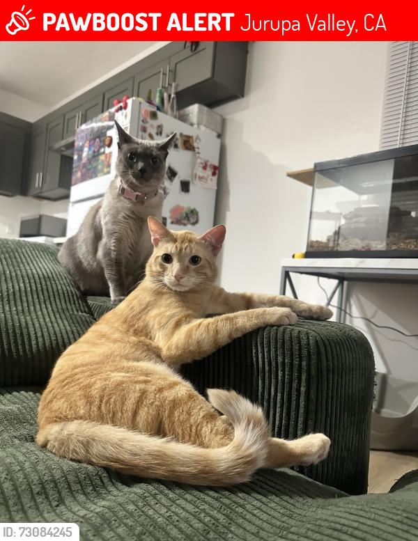 Lost Male Cat last seen Avalon st, newton st, jurupa valley, Jurupa Valley, CA 92509