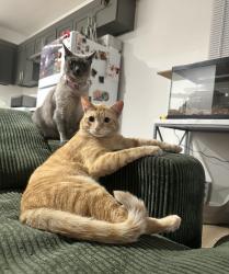 Lost Male Cat last seen Avalon st, newton st, jurupa valley, Jurupa Valley, CA 92509