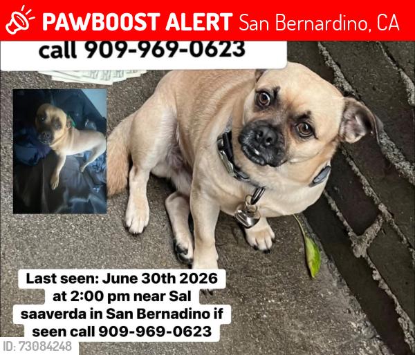 Lost Male Dog last seen Sal saaverda field, San Bernardino, CA 92411