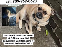 Lost Male Dog last seen Sal saaverda field, San Bernardino, CA 92411