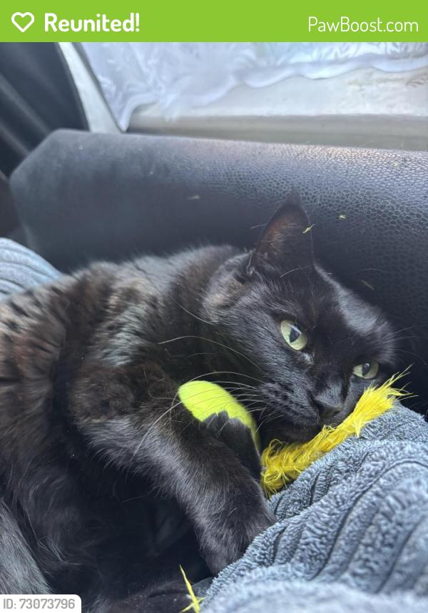 Reunited Female Cat last seen Weavers row halstead essex, Essex, England CO9