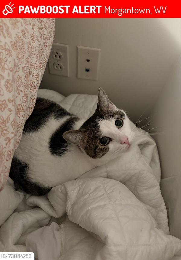 Lost Female Cat last seen Mountain Valley and Scenic View apmts, Morgantown, WV 26508