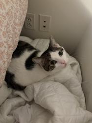 Lost Female Cat last seen Mountain Valley and Scenic View apmts, Morgantown, WV 26508