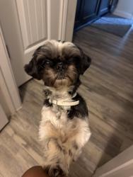 Reunited Female Dog last seen Near Harvest Salt Ln, La Marque, TX 77568, USA, La Marque, TX 77568