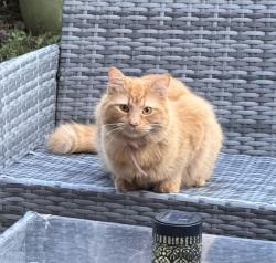 Found/Stray Unknown Cat last seen Saltram Crescent near Queen’s Park Station, Greater London, England 