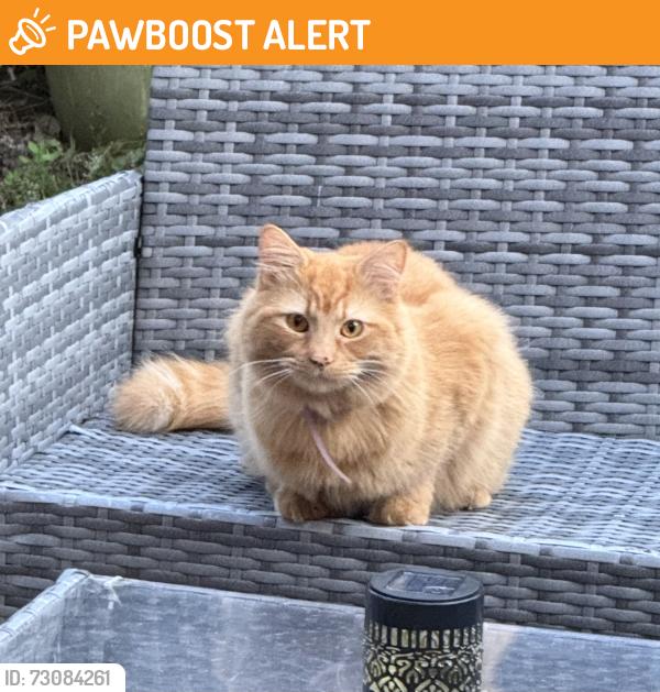 Found/Stray Unknown Cat last seen Saltram Crescent near Queen’s Park Station, Greater London, England 