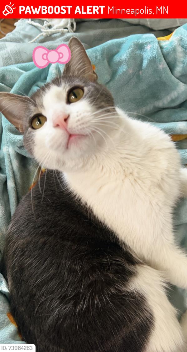 Lost Male Cat last seen Como ave, Minneapolis, MN 55414