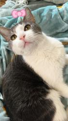 Lost Male Cat last seen Como ave, Minneapolis, MN 55414