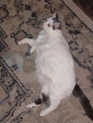 Lost Female Cat last seen She was last seen walking off in a neighborhood, Bixby, OK 74008