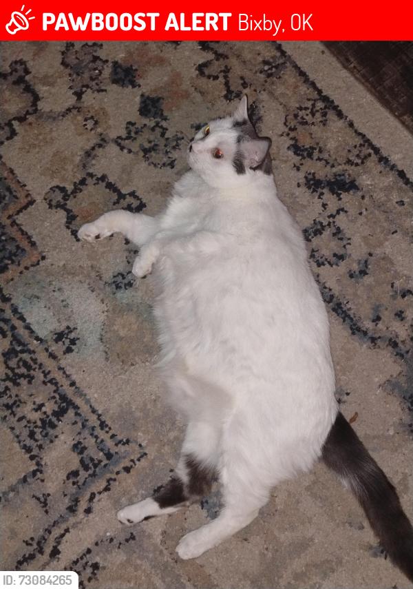 Lost Female Cat last seen She was last seen walking off in a neighborhood, Bixby, OK 74008