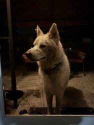 Reunited Male Dog last seen Butano and Andante Street Fremont Ca 94538, Fremont, CA 94538
