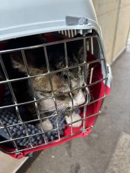 Reunited Male Cat last seen East Ham South, Greater London, England E6 3NR