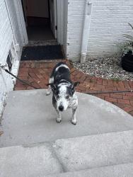 Reunited Male Dog last seen Near Hampshire Rd, Akron, OH 44313