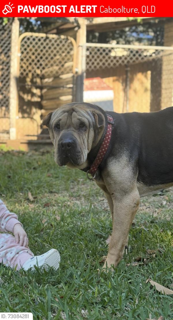 Lost Female Dog last seen King Street Caboolture near the pool, Caboolture, QLD 