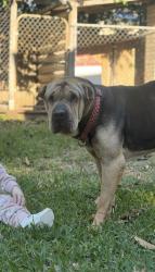 Lost Female Dog last seen King Street Caboolture near the pool, Caboolture, QLD 