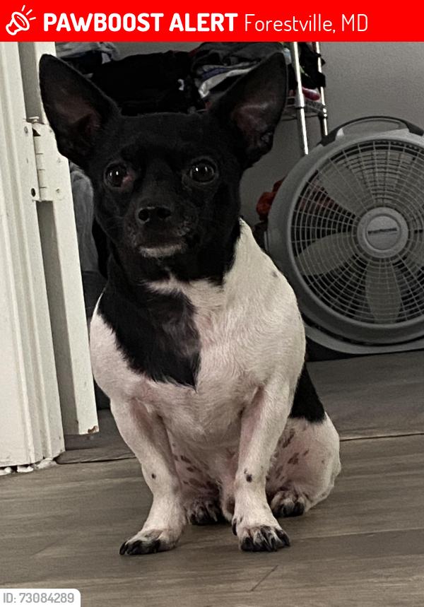 Lost Male Dog last seen Forestville Mall area, Forestville, MD 20747