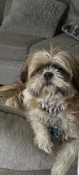 Lost Male Dog last seen Armstrong Renaissance apmts , Richmond, VA 23223