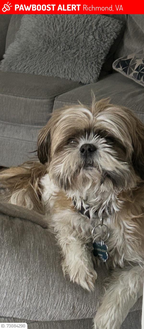 Lost Male Dog last seen Armstrong Renaissance apmts , Richmond, VA 23223