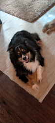 Reunited Female Dog last seen 9th Ave NE and Oak , St. Petersburg, FL 33701