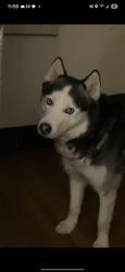 Lost Male Dog last seen Sr 13, Fortville, IN 46040