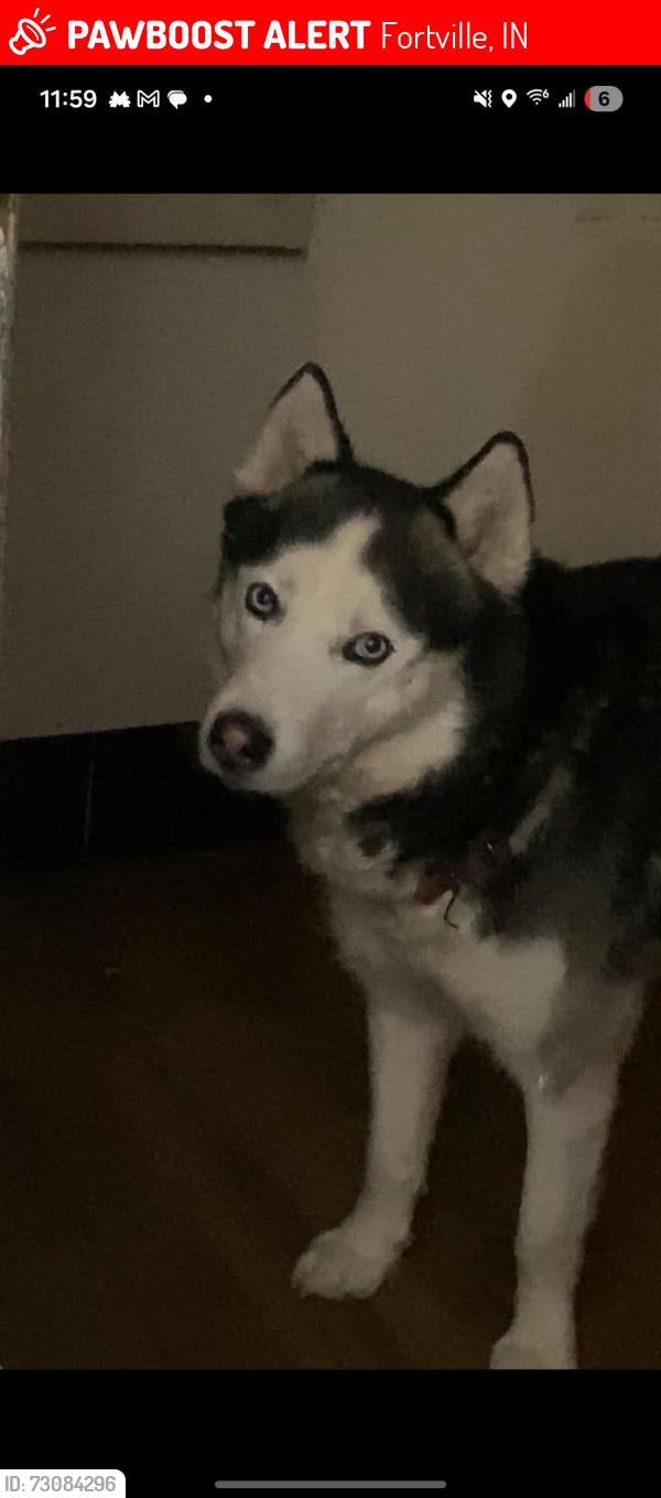 Lost Male Dog last seen Sr 13, Fortville, IN 46040