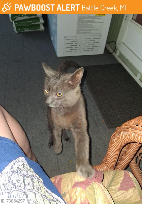 Found/Stray Male Cat last seen 12 mile and l, Battle Creek, MI 49014